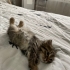 Minik Yavruya Ömürlük Yuva (tuvalet eğitimli, oyuncu, sağlıklı) fotoğraf
