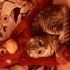 Scottish fold dişi fotoğraf