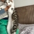 Çocuk dostu domestic longhair onu severek bakacak yuva arıyoruz fotoğraf