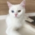 sevgi pıtırcığımıza yuva arıyoruz fotoğraf