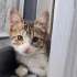 Minnoş yuva arıyor fotoğraf
