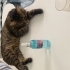 Temas bağımlısı obur hareketli fotoğraf