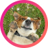 Beagle mix dünya güzeli, çok akıllı ve çocuklarla arası çok iyi fotoğraf