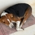 Beagle mix dünya güzeli, çok akıllı ve çocuklarla arası çok iyi fotoğraf