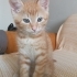 Annesiz bebege acil yuva fotoğraf