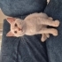 Yavru erkek kedimize acil yuva arıyoruz fotoğraf