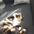 Luna: Dişi, Kısır Calico Longhair fotoğraf