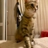 TERK EDİLMİŞ BİR EV KEDİSİYDİ YUVA ARIYOR fotoğraf