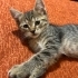 Birbirinden oyuncu iki aylık yavrular fotoğraf