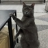 Sakin bir kedi british shothair Acil yuva fotoğraf