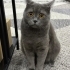 Sakin bir kedi british shothair Acil yuva fotoğraf