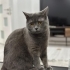 Sakin bir kedi british shothair Acil yuva fotoğraf