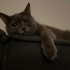 Sakin bir kedi british shothair Acil yuva fotoğraf