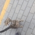 Scottish Tekir Yuva Arıyor fotoğraf