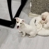 AKUT ÇUKURDAN ÇIKARDI, 3,5 AYLIK JACK RUSSEL BEBEK 2 AYDIR GEÇİCİ YUVADA🐶 fotoğraf