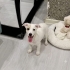 AKUT ÇUKURDAN ÇIKARDI, 3,5 AYLIK JACK RUSSEL BEBEK 2 AYDIR GEÇİCİ YUVADA🐶 fotoğraf