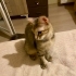 DİŞİ KISIR EV KEDİSİNE ÖMÜRLÜK YUVA fotoğraf