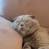 Bobo için ömürlük yuvaa fotoğraf