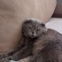 Bobo için ömürlük yuvaa fotoğraf
