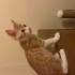3 aylık sarman kedi fotoğraf