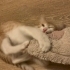 3 aylık sarman kedi fotoğraf