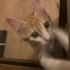3 aylık sarman kedi fotoğraf