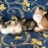 3 aylık sarman kedi fotoğraf