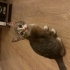 3 aylık calico kedi fotoğraf