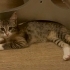 3 aylık calico kedi fotoğraf