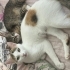 3 aylık calico kedi fotoğraf