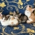 3 aylık calico kedi fotoğraf