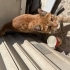 Kaybolmuş yavruya acil yuva, yoksa sokağa gidecek:( fotoğraf
