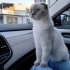 Bluepoint kedim fotoğraf