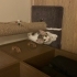 3 aylık calico kedi fotoğraf