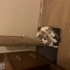 3 aylık calico kedi fotoğraf