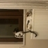 3 aylık calico kedi fotoğraf