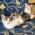 3 aylık calico kedi fotoğraf
