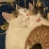 3 aylık calico kedi fotoğraf