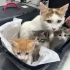 3 aylık calico kedi fotoğraf