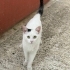 Fip tedavisi gördü kısır erkek fotoğraf
