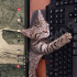 3.5 aylık erkek tekir fotoğraf