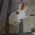 SARMAN CANDIR. YUMUŞACIK CANAYAKIN BEBEĞİMİZ İÇİN AİLE OLUR MUSUNUZ fotoğraf