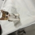 %50 gören  çok sevimli sevgi manyağı kedigören bir kedi fotoğraf