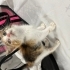 %50 gören  çok sevimli sevgi manyağı kedigören bir kedi fotoğraf