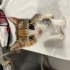 %50 gören  çok sevimli sevgi manyağı kedigören bir kedi fotoğraf