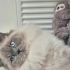 Sevimli kısırlaştırılmış british longhair fotoğraf