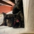 Tortoiseshell british shortair fotoğraf