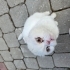 TERK EDİLMİŞ CİNS KEDİYE ACİL YUVA fotoğraf