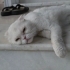 TERK EDİLMİŞ CİNS KEDİYE ACİL YUVA fotoğraf