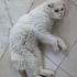 TERK EDİLMİŞ CİNS KEDİYE ACİL YUVA fotoğraf